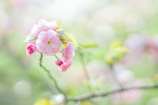 粉色樱花春天花朵绽放