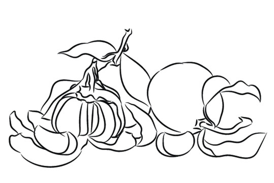 橘子黑白插畫
