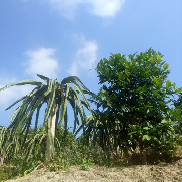 火龙果树