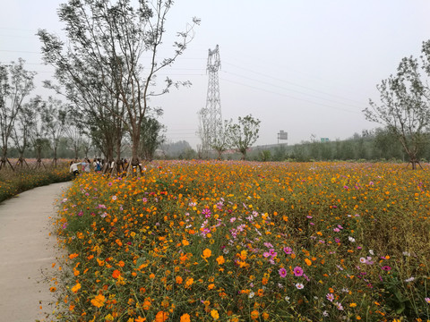 格桑花海