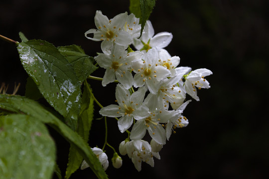 夏季溲疏白花如雪