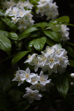 夏季溲疏白花如雪