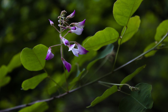 夏季的胡枝子花