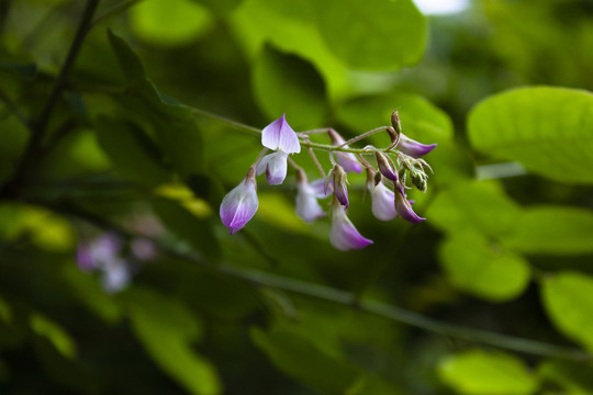 夏季的胡枝子花