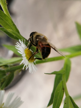 蜜蜂与野花