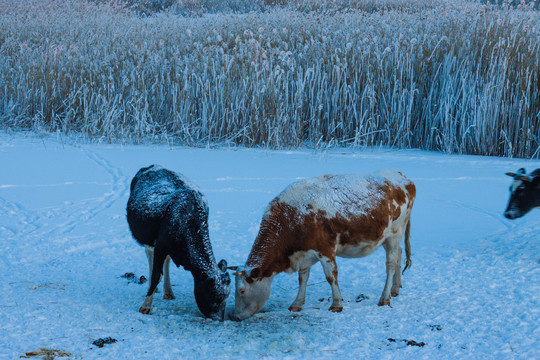 冬季湿地牛群喝水