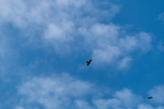 老鹰在蓝天白云下飞过
