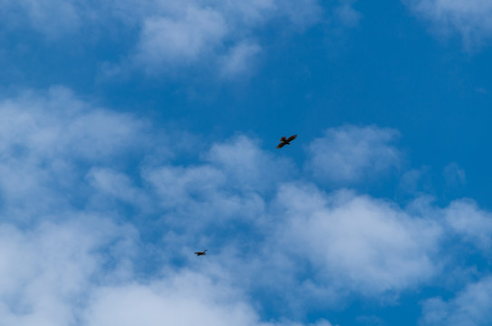 蓝天白云和两只老鹰