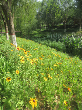 黑心金光菊