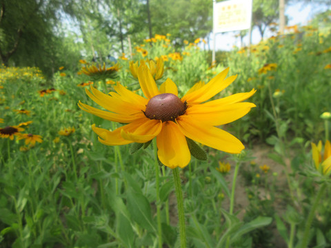 黑眼菊