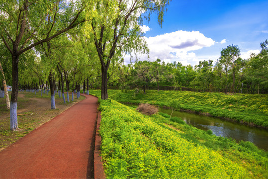 蓝天森林休闲小路