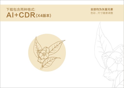 茶籽手繪山茶籽線描