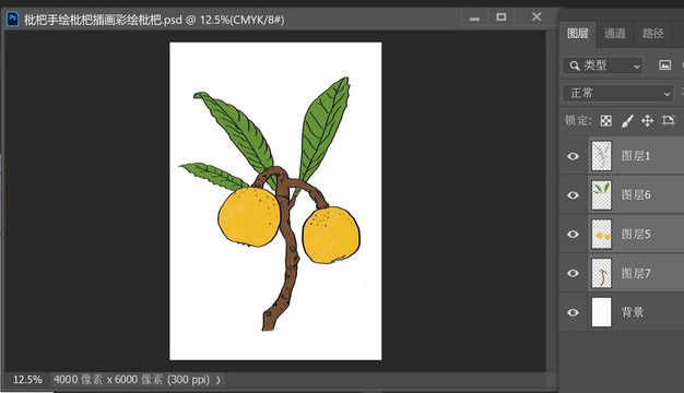 枇杷手繪枇杷插畫彩繪枇杷