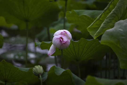 荷花