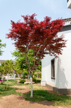 红枫景观树