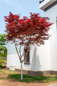 红枫绿化树