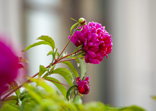 芍药特写