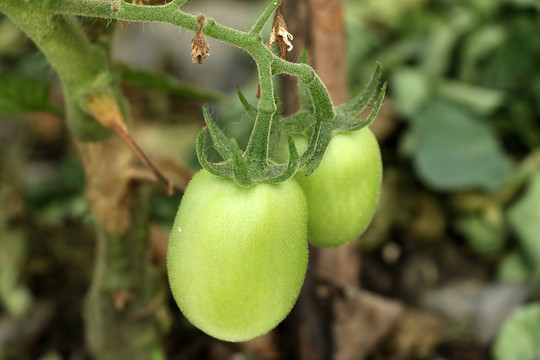 青番茄