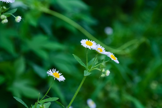 小雏菊