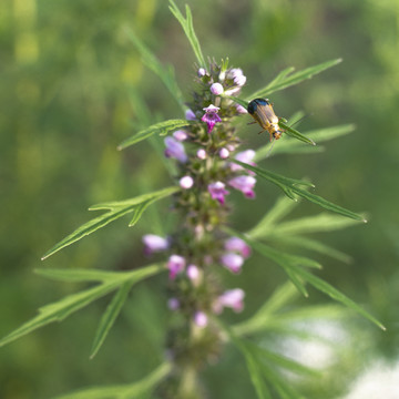 小花