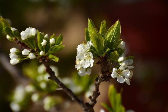 李子花