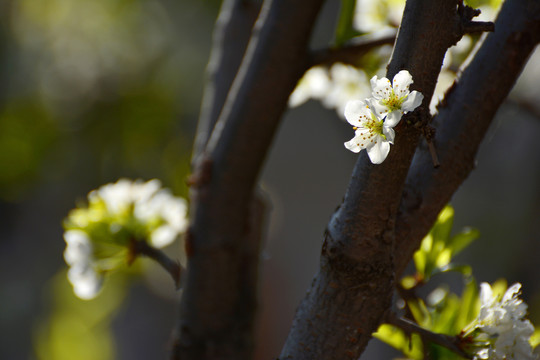 李子花