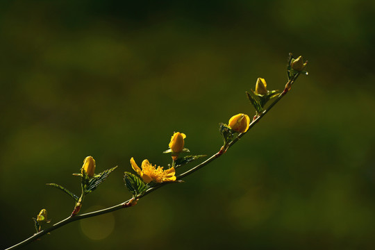 棣棠花