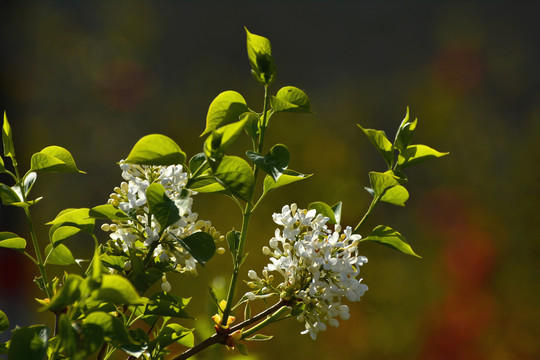 丁香花