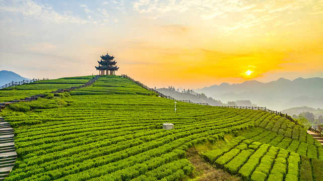 茶园茶山美景