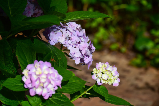 绣球花