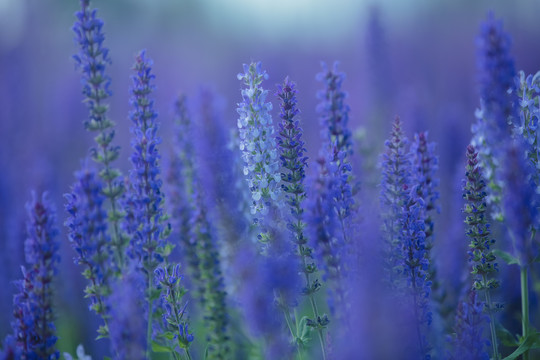 薰衣草花海