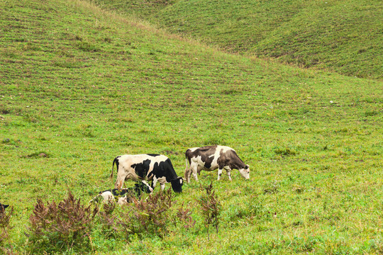 丘陵草原草地奶牛