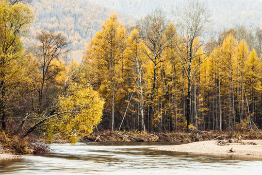 秋季河边金色森林