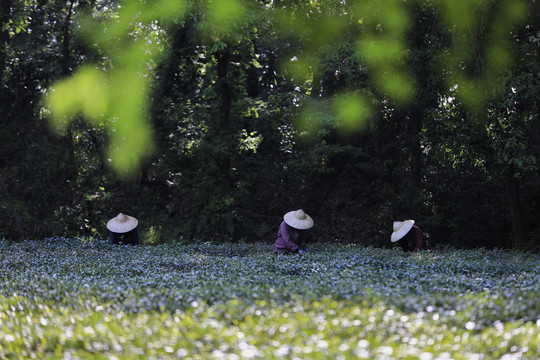 杭州龙井问茶