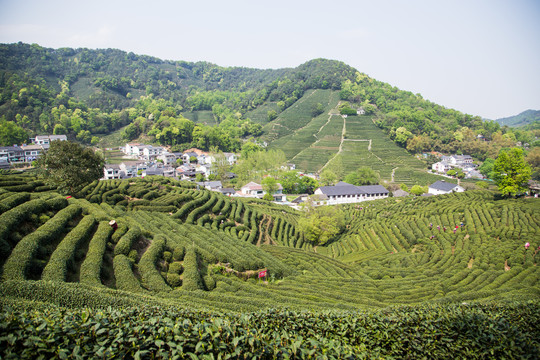 杭州龙井问茶