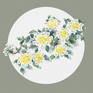 古風(fēng)水彩瓊花插畫