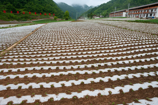 竹贤乡石院村高山生态蔬菜基地