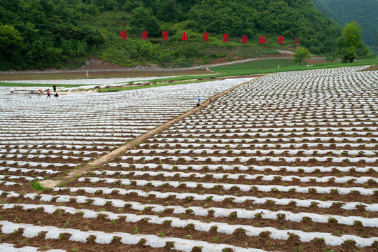 竹賢鄉(xiāng)石院村高山生態(tài)蔬菜基地