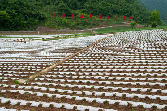 竹贤乡石院村高山生态蔬菜基地