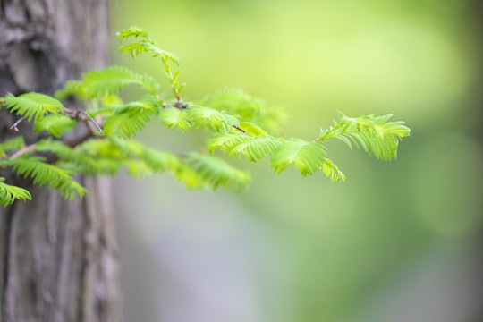 水杉枝芽