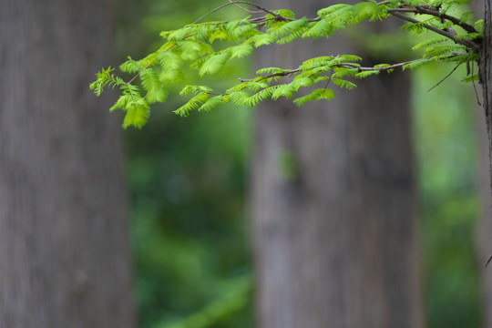 水杉枝芽