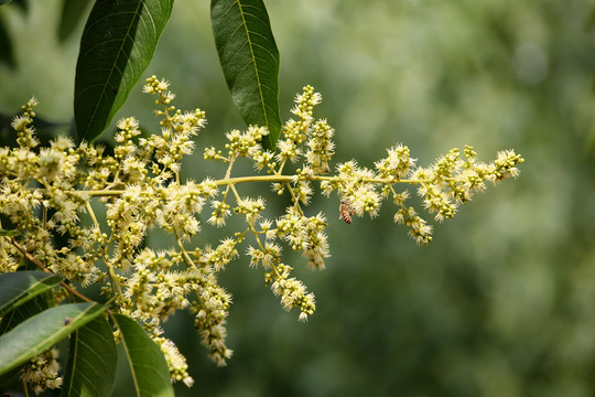 无患子花