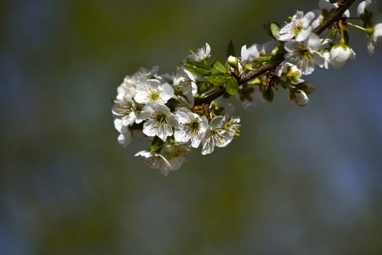 李子花