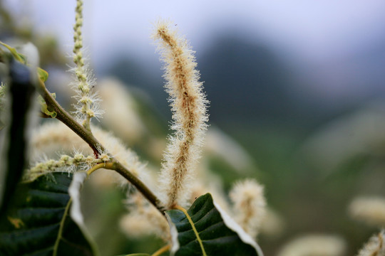 板栗树开花