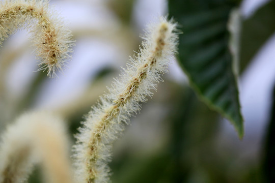 板栗树开花