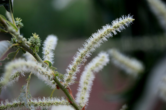 板栗树开花