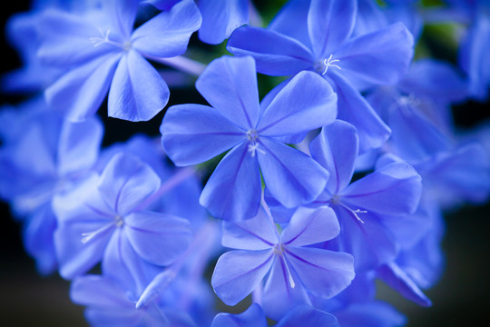 藍雪花