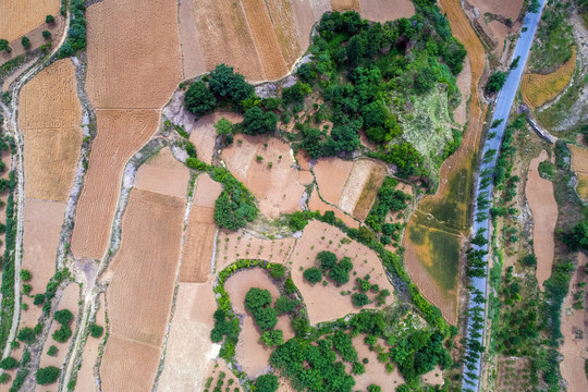 金色麦田