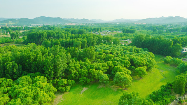 绿色树林和草地自然风光