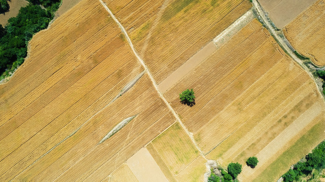 麦田